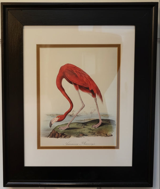 Framed James Audubon American Flamingo Framed 8x10 Print