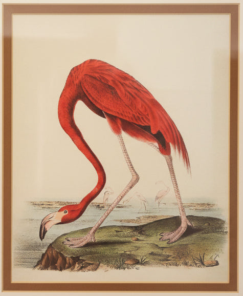 Framed James Audubon American Flamingo Framed 8x10 Print