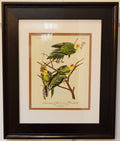 Framed James Audubon Carolina Parakeet Framed 8x10 Print