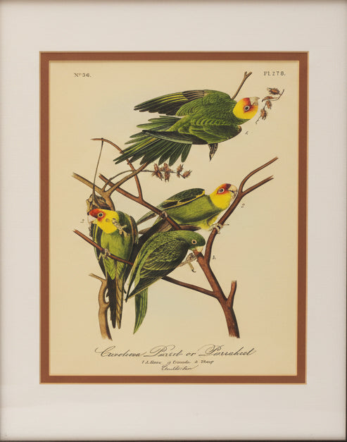 Framed James Audubon Carolina Parakeet Framed 8x10 Print