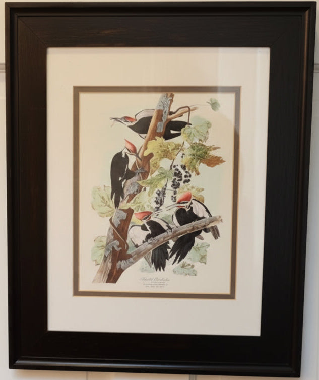 Framed James Audubon North Carolina Woodpeckers 8x10 Print