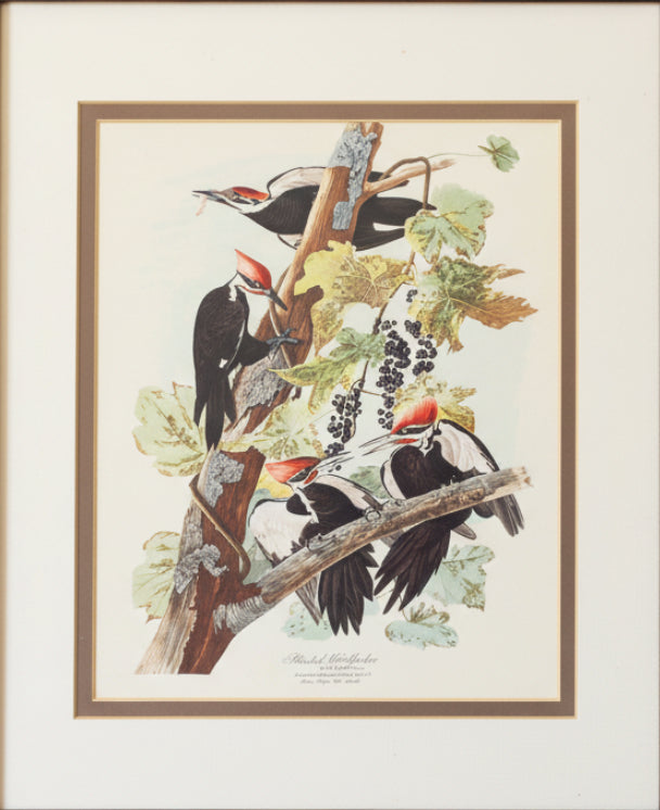Framed James Audubon North Carolina Woodpeckers 8x10 Print
