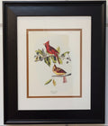 Framed James Audubon Southern Red Cardinals Print 8x10