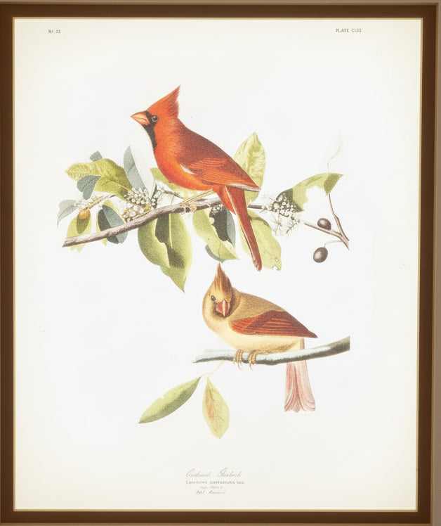 Framed James Audubon Southern Red Cardinals Print 8x10