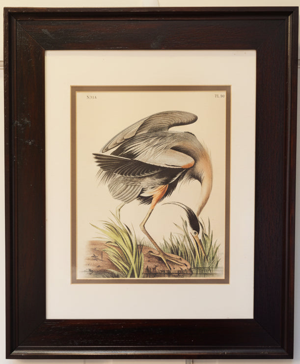 Framed James Audubon Blue Heron 8x10 Print