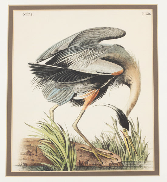 Framed James Audubon Blue Heron 8x10 Print